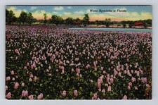 FL-Florida, Water Hyacinths, Flowers, Antique, Vintage Souvenir Postcard