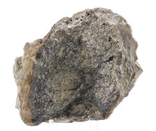 Tyrannosaurus rex T Rex Fossil Rare Leg Bone End Cap Lance Wyoming WY COA 6719