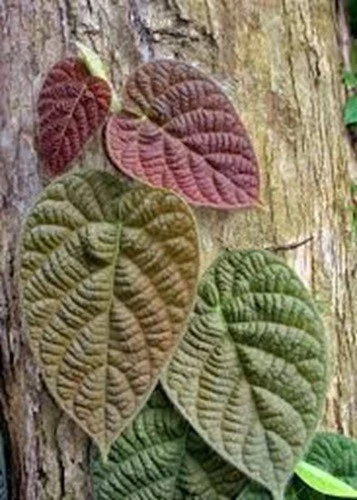 SUPER SALE Ficus villosa -3 fresh cuttings- free shipping