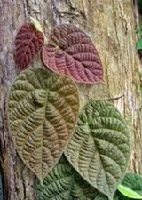 SUPER SALE  Ficus villosa  big leaves -3 fresh cuttings- free shipping