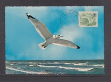 Norfolk Island - 1966 3c White Tern Bird Maxi Card
