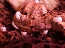 Magic Potion Japan Line Isopod 10  Armadillidium Vulgare