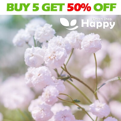 BABY'S BREATH SNOWFLAKE - 500 SEEDS - Gypsophila paniculata - DOUBLE ...