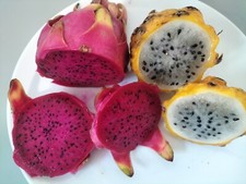 YELLOW DRAGON FRUIT  25  SEEDS + FREE 25 RED DRAGON FRUIT SEEDS