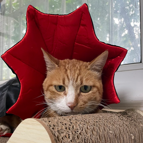 Halloween Costumes for Cats, Pet Halloween Vampire Cape,Cosplay Dress up for cat - 第 5/6 張圖片