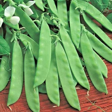 120+ OREGON SUGAR POD II PEA SEEDS --------- HEIRLOOM - NON-GMO - SWEET & CRISP