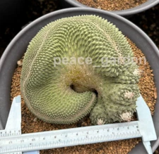Raresuculent Strombocactus disciformis f. Var cristata （Seedgrowth） 4-5cm