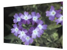 Balmy Bloom Canvas