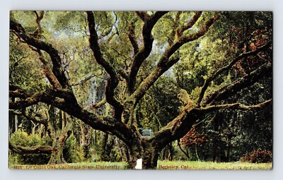Postcard California Berkeley CA Le Conte Pak Tree University Campus 1910s