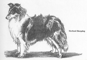 Shetland Sheepdog / Sheltie - CUSTOM MATTED - 1962 Vintage Dog Art Print - Cook