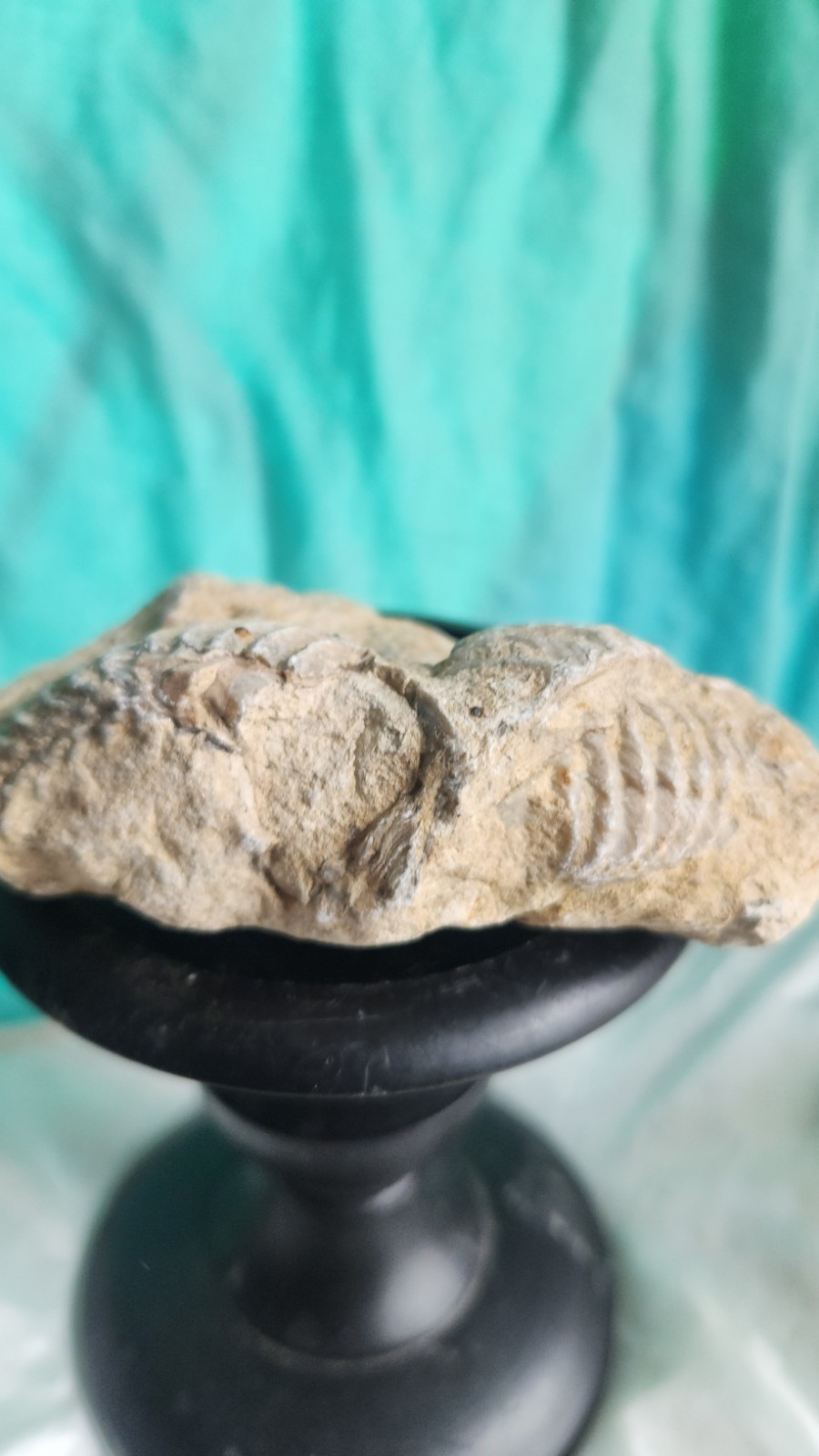 Trilobite Fossil Fragment • Elrathia Thorax • Bald Knob Ranch Texas Find