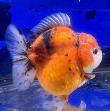 LIVE TROPICAL Fish-shogun Oranda Goldfish 3.75 Inch Short