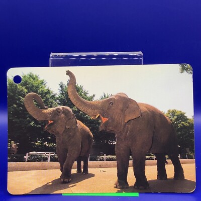 Animal Card Asian Elephant Elephas maximus 4.25 x 2.75 Inch Japanese JP