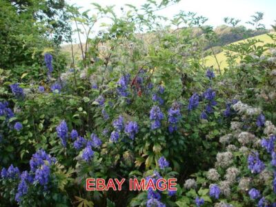 FOTO ACONIT MÖNCHSHOD ODER WOLFSBANE (ACONITUM NAPELLUS) UND SCHWARZER BRYONY IN DER NÄHE