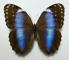 MORPHO HELENOR ACHILLIDES****female**** Dos de Mayo, Argentina (papered)