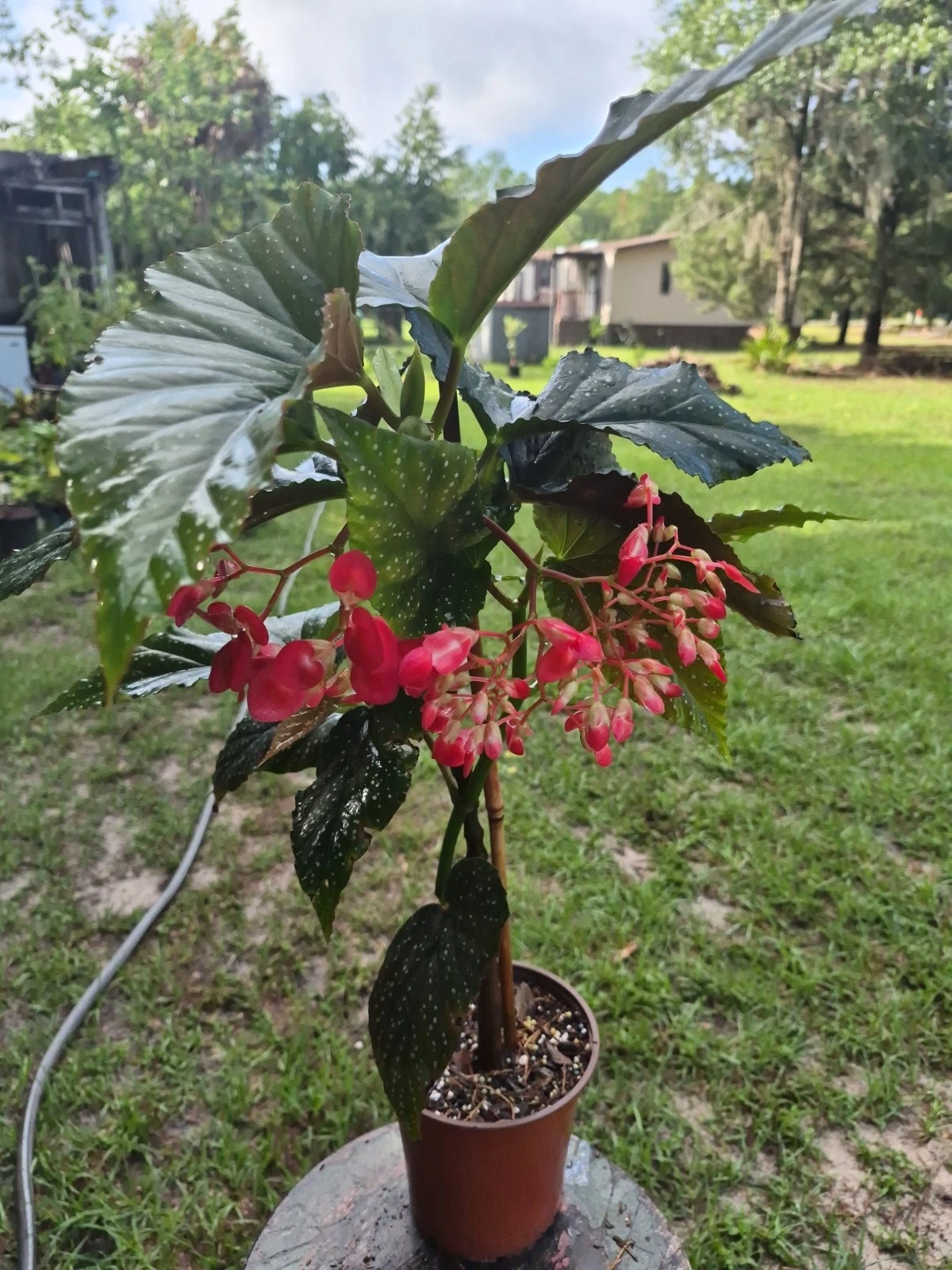 Begonia Lucerna (Angel Wing)
Opens in a new window or tab