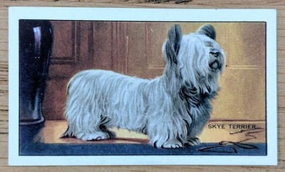 1936 Gallaher Cigarette Card - Dogs Series 1  #3 The Skye Terrier 