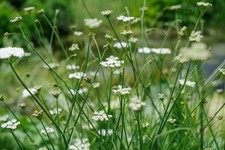 Bunium bulbocastanum, hardy BRITISH GROWN wildflower perennial in 2L pot