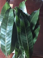 100 FRESH ORGANIC MANGO LEAVES