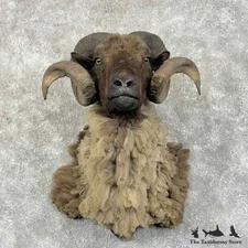 #31419 P | Arapawa Sheep Taxidermy Shoulder Mount For Sale