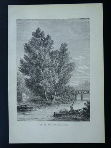 c1872 Antique Figuier Print WHITE WILLOW TREE / SALIX ALBA The Vegetable World - Picture 2 of 2