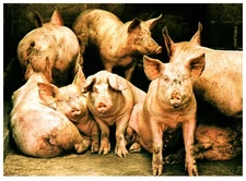 Vintage Postcard Factory Farmed Pigs Animal Welfare Photo Athena England