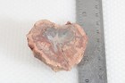 Polished Madagascar Fossil Araucaria 5.1 oz petrified Wood specimen lot #B6 — photo 5