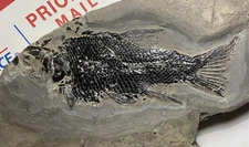 Beautiful Jurassic Dinosaur Age Fossil Fish Semionotus Rare 