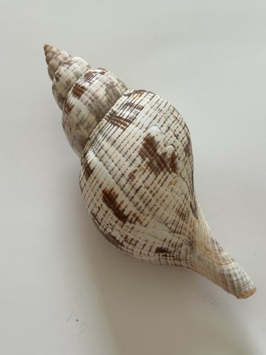 Large Decorative Brown and White Seashell Home Cabin Decor