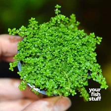 Dwarf Baby Tears Hemianthus Callitrichoides (HC) Cuba Live Aquarium Plant POTTED