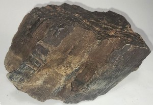 Unique Petrified Wood Chunk – Bug Holes, Dark Color, Heavy 6–7 lbs