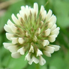 SeedRanch White Dutch Clover Seed: Nitro-Coated & Inoculated - 2 Lbs.