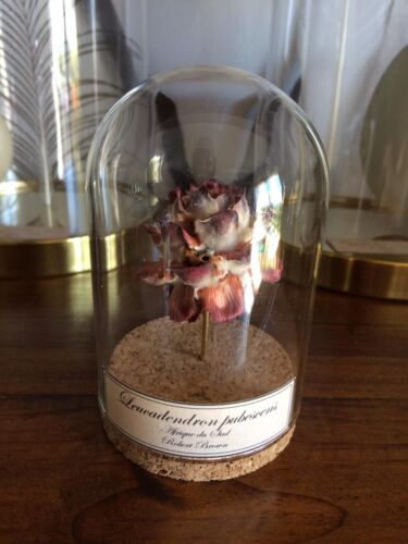 Globe fleur de Leucadendron / Cabinet de curiosités / Naturalisme - Photo 1/1