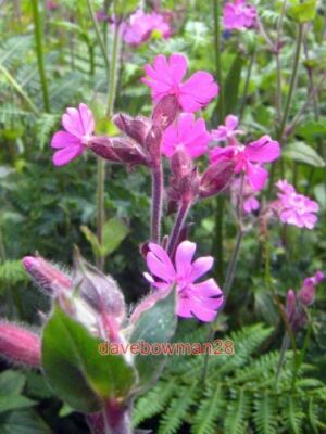 PHOTO  RED CAMPION FLOWERS (SILENE DIOICA) SEE FOR THE LOCATION OF THESE FLOWERS