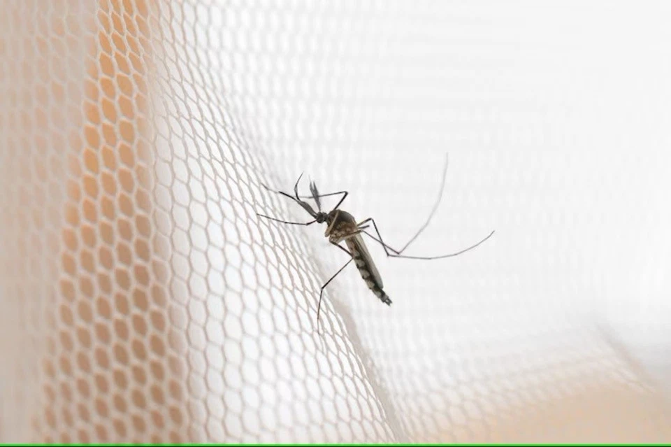 FEINMASCHIGES NETZ STOFF METERWARE FLIEGENGITTER INSEKTENNETZ FLIEGENGITTERNETZ - Bild 2 von 3