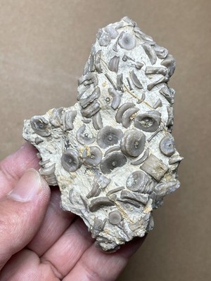 112g Beautiful Crinoid Landscape stone
