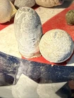 2 Dug Civil War 💥 🇺🇸 💣 Confederate Bullets PH LA