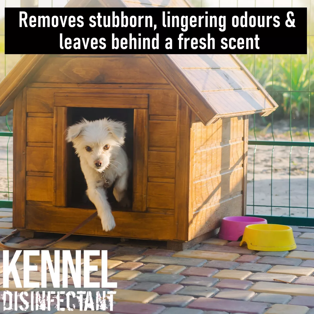 Disinfectant for sales dog kennels
