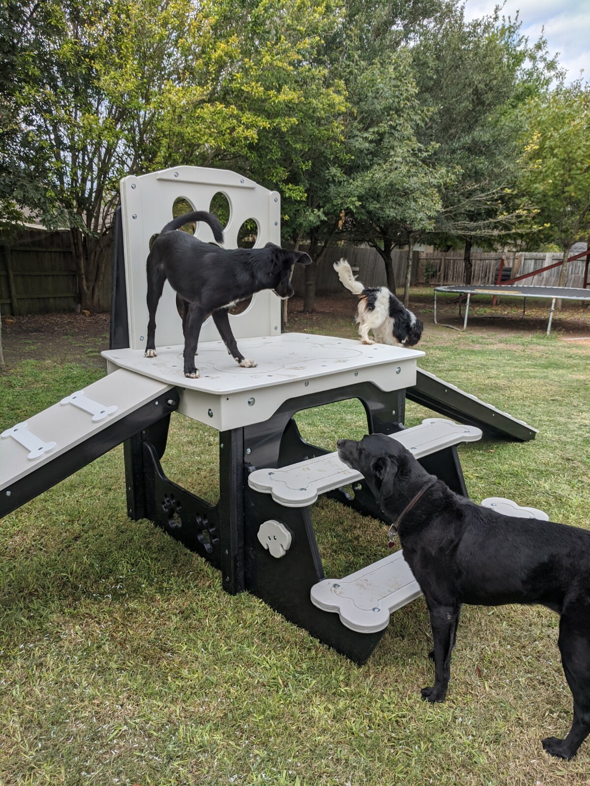 Dog Jungle Gym