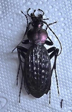 Carabidae : Apotomopterus arrowi Female A1 Wild