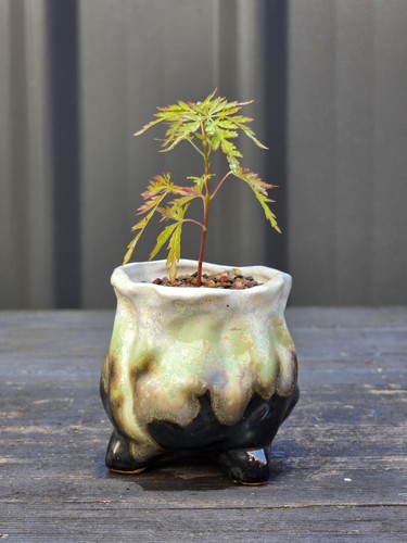 Seiryu Seedling Japanese Maple Bonsai Starter FREE EXPRESS POST As It Is - Picture 4 of 6