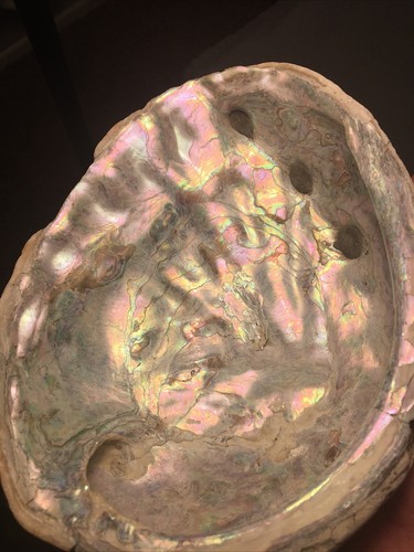Large Abalone Shell 8 inches x 6.5 inches BEAUTIFUL! - 第 9/10 張圖片