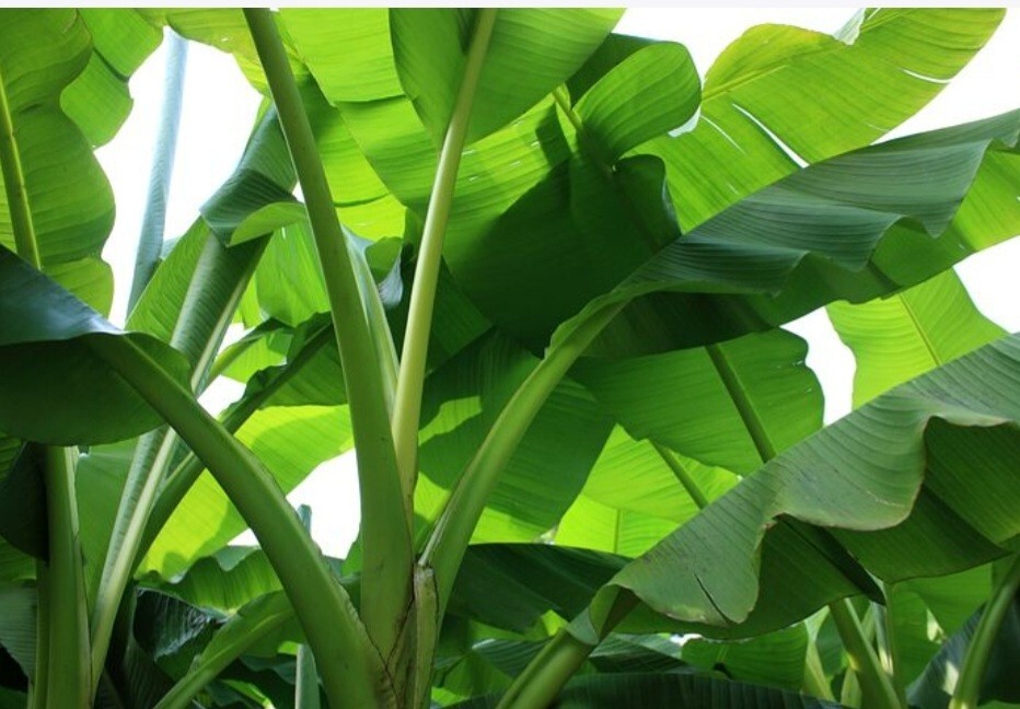 3 Bananen Pflanzen Freiland Musa Basjoo Bananenpflanze Winterhart ca 40