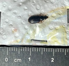 Coleoptera Carabidae, Paranchus albipes - Portugal, Madeira (CB/144)