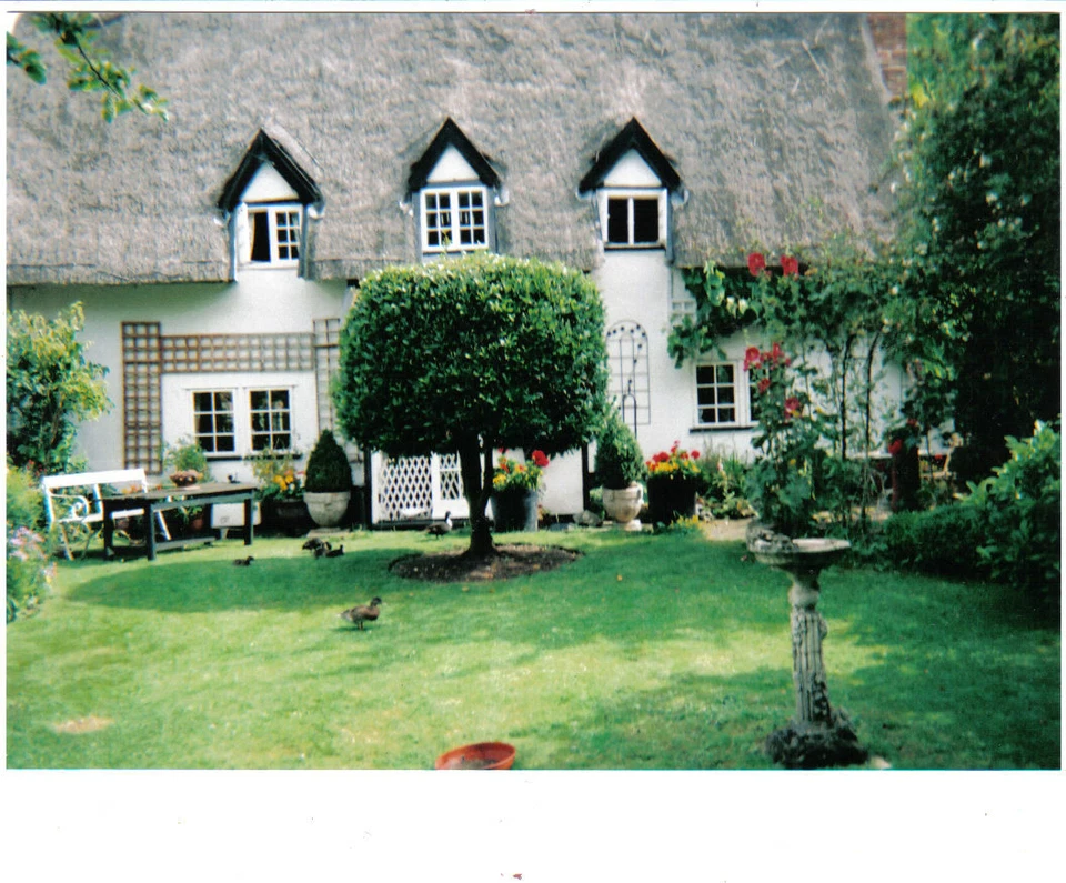 2 ORGANIC NORFOLK PERIWINKLE VINCA MAJOR, SHADE LOVING PLANT - Image 2 of 3