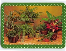 Postcard Assorted potted houseplants on a brick surface