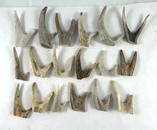 EIGHTEEN - 2 - 3" DOUBLE DEER ELK ANTLER TIPS ARTS CRAFTS JEWELRY -Bag 1858