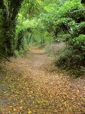 Photo 6x4 Bridleway to Broad Chalke The leaves on the path suggest a diff c2015