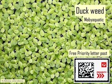 Live Duckweed Floating Plants Fish Shrimp Tank Pond - Free Priority Shipping