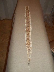 Tanned Copperhead skin 2-1/4" X 27"    "Agkistrodon contortrix"